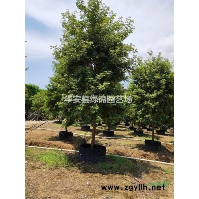 福建三角梅基地 多色三角梅 三角梅造型 三角梅价格