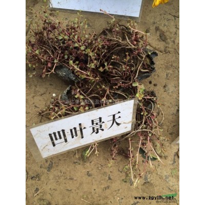 供应高山映山红-映山红图片