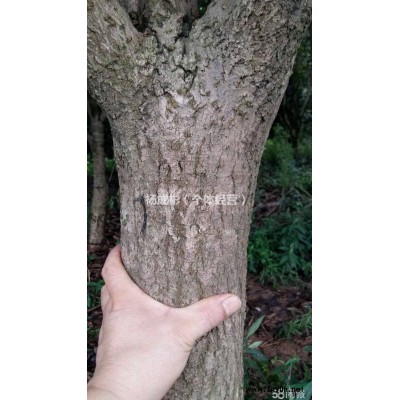 出售大量成品桂花13/15CM规格的