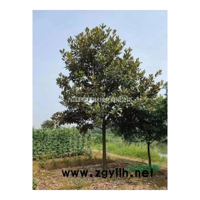 江西九江大量供应低分枝香泡/香泡价格/欢迎来电