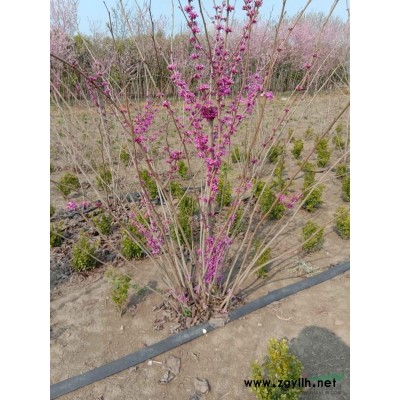 丛生连翘，五点枝的连翘，多分支连翘，单颗连翘