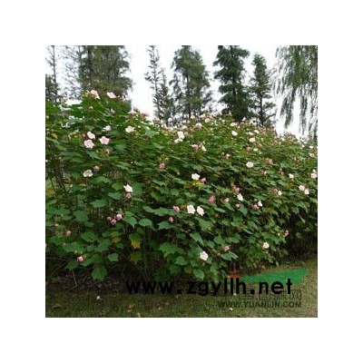 花石榴图片\花石榴报价