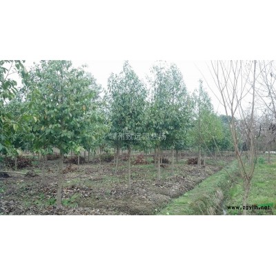 供应红玉兰 嵊州白玉兰