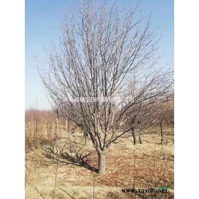 供应八棱海棠 果海棠 山桃 山杏 新疆杨