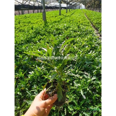 哪里有便宜的大叶黄杨苗子？大叶黄杨*近的价格高不高？