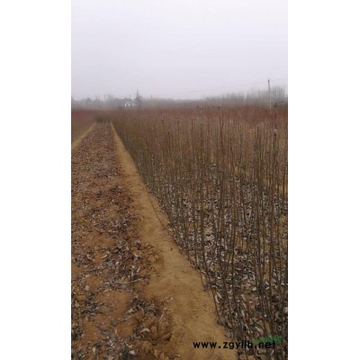 玉露香梨树成品苗