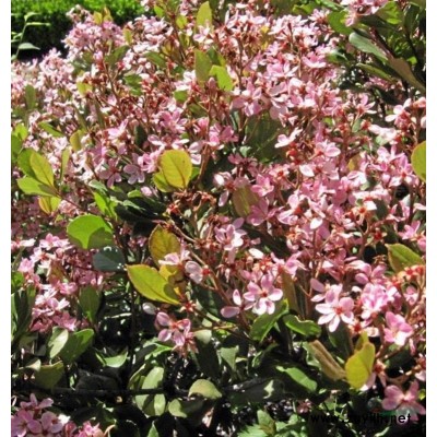 广东地区供应石斑木，厚叶石斑木8-9年1400-1600元