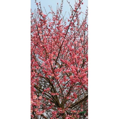 浙江地区供应3至8公分红梅