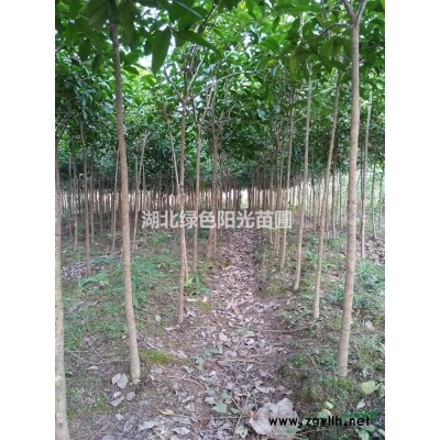 土地征用黄山栾低价出售