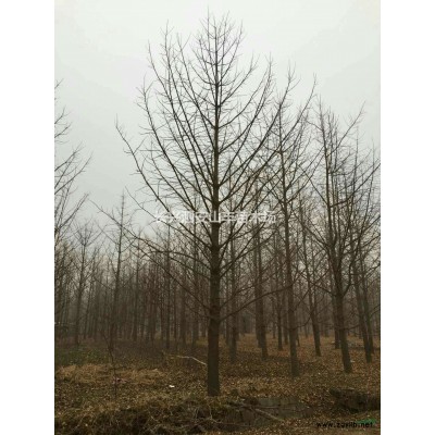 2018年浙江乌桕*新报价