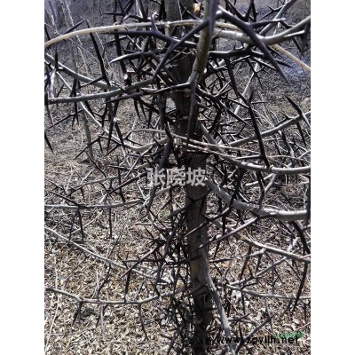 出售皂角树2000株