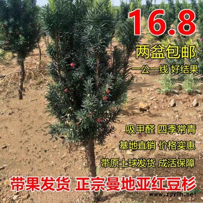 曼地亚红豆杉树苗出售，红豆杉树苗，曼地亚红豆杉种苗供应