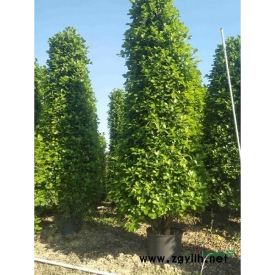 各类形状火山榕 灰州茉莉