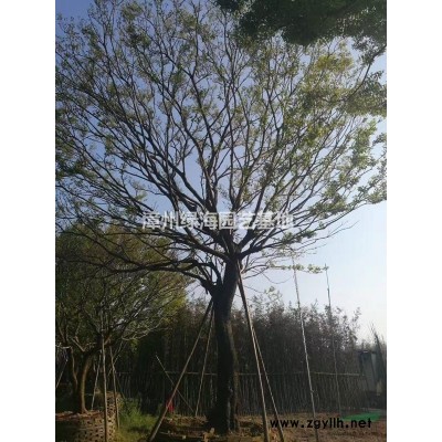 福建精品青桑球市政货