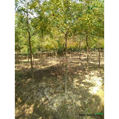 安徽大叶女贞精品苗