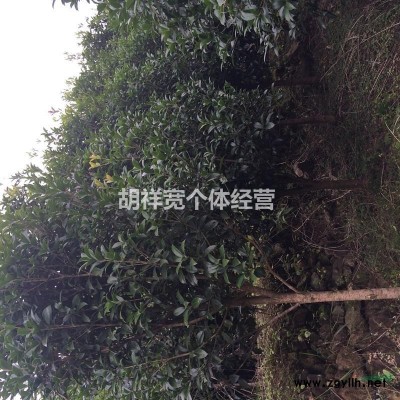 浙江温州供应5—7公分桂花树
