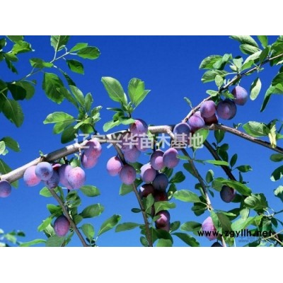 辽宁大红袍李子苗 品种纯、成活率高