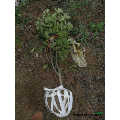 杉树苗规格及价格，地径0.3公分以上高20公分以上0.14元