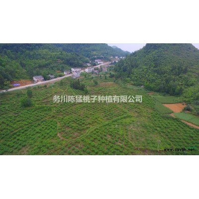 桃子树园林绿化苗木供应