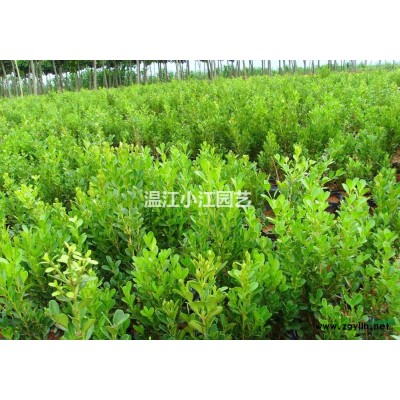 四川批发8公分蓝花楹 成都8公分蓝花楹 温江处理8公分蓝花楹