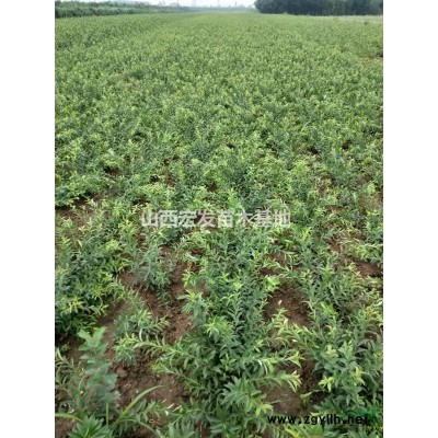 4公分香花槐产地 5公分香花槐哪里有卖？