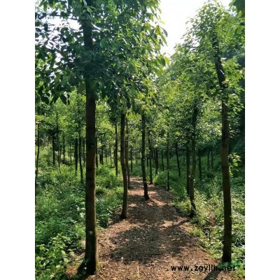 楠木大量现货，量大从优