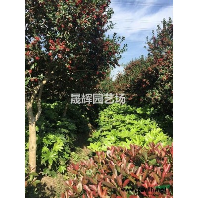 江浙沪供应精品无刺枸骨树10-15cm