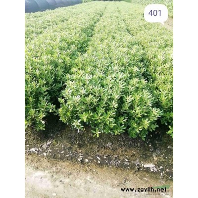 出售金森女贞高度40左右，子口，数量几万