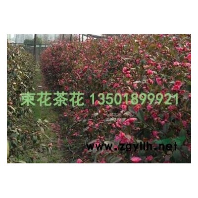 束花茶花“玫玉”绿篱景观/束花茶花大量供应