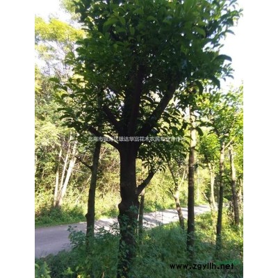 北海市合浦县大量供应胸径9—16公分的假植胭脂树