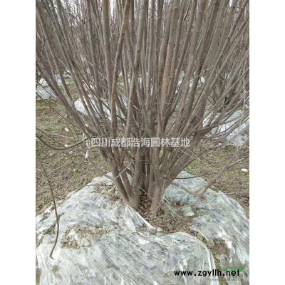 精品丛生红叶李！