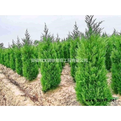 安徽蜀桧 塔柏 龙柏  精品蜀桧
