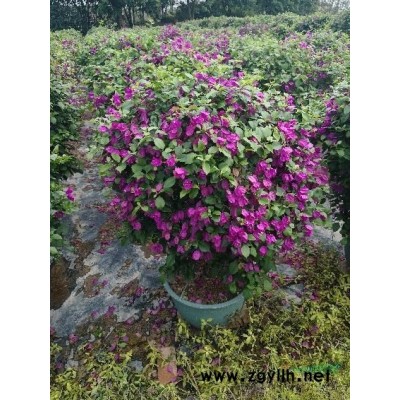 美花红千层，红千层，漳州红千层，福建红千层，萧山红千层，浙江