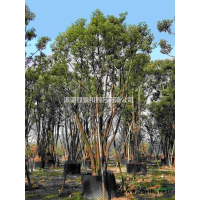 大量供应精品丛生香樟/多杆香樟/多头香樟  容器苗