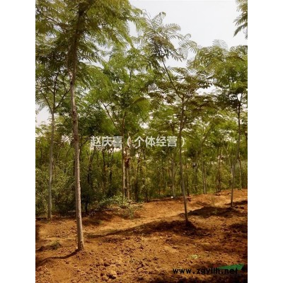 因修路征地急超低处理合欢、枸杞树