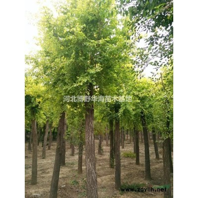 河北保定供应金叶榆
