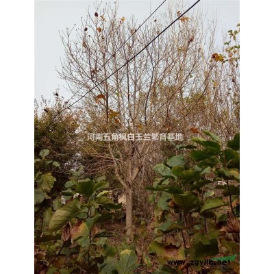 供应3-15公分五角枫，5-15栾树（北京栾），3-20黄栌