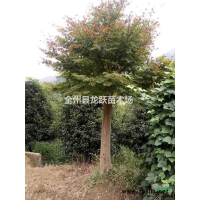 广西桂林长期供应15一30公分大桂花