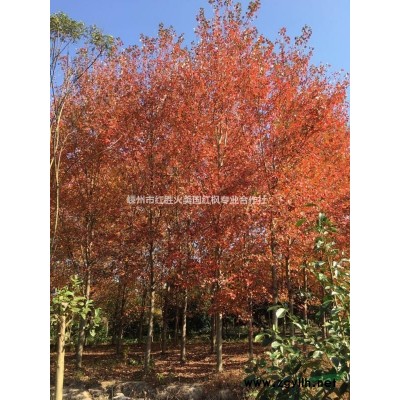 浙江十月光辉优选芽苗夕阳红芽苗嵊州美国红枫之乡
