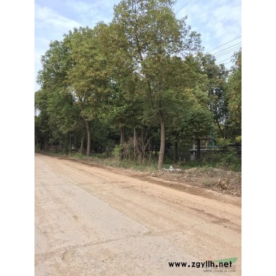 江苏江阴20cm到25的香樟树170元