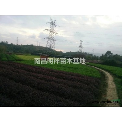 南昌明祥园林承接绿化工程 养护 苗木配送