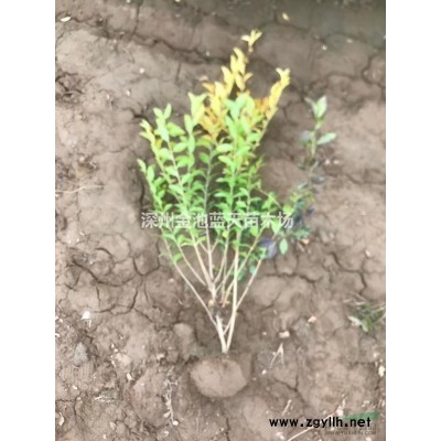 大量供应 国槐 速生国槐 金枝国槐 金叶国槐