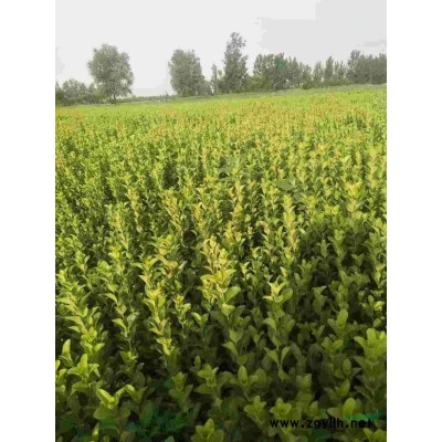 本基地大量供应大叶黄杨