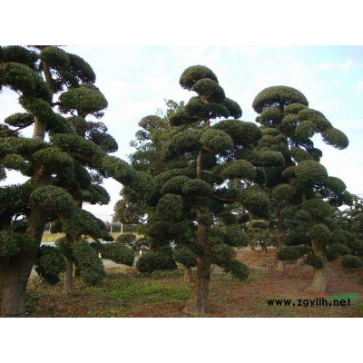 日本**美造型茶梅，数量有限