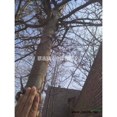 运城地区胸径五公分以上皂荚树
