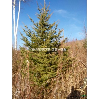 3-3.5米高云杉