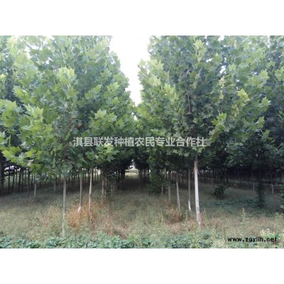 大量销售法桐.白蜡.女贞等绿化树种