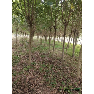 大量供应10到15宫粉紫荆