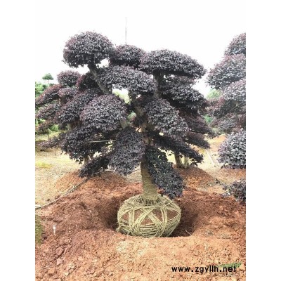 油茶,油茶小苗,油茶苗,高产嫁接油茶苗,良种油茶苗,杂交油茶