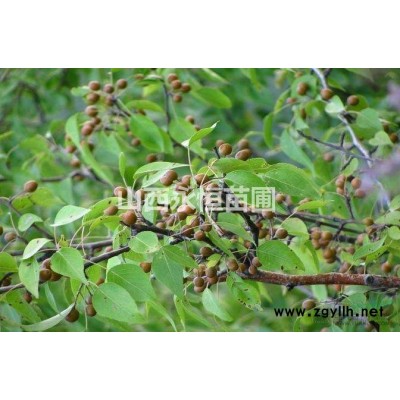 石榴树价格=10公分石榴树产地=10公分石榴树多少钱一棵?